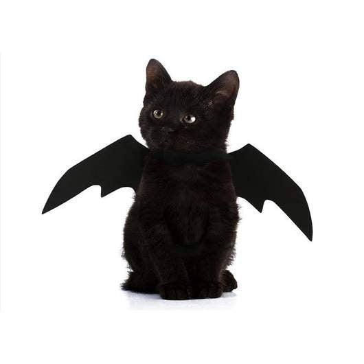 Easy Batwings Cat Halloween Costume – Trendy Drop 2025 Edition